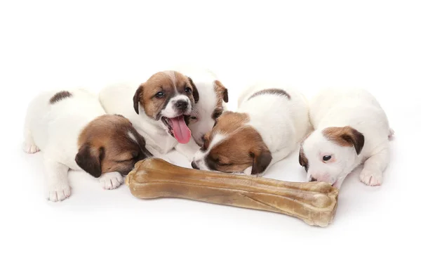 Los Cachorros Crían Jack Russell Terrier Con Hueso Enorme Mes — Foto de Stock