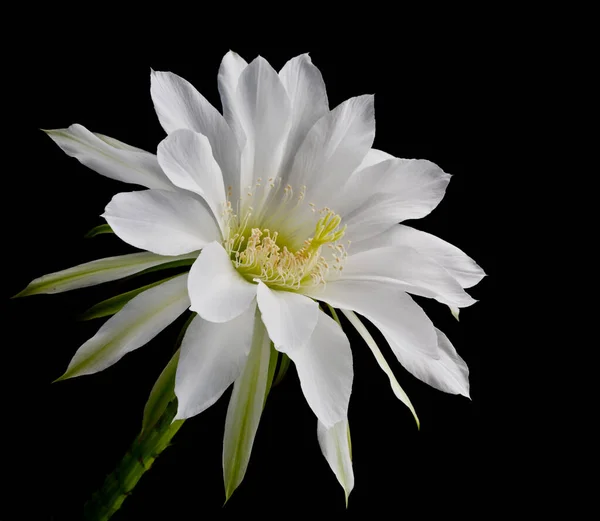 Schöne Weiße Blume Der Mitte Platziert Mit Wassertropfen Auf Dem — Stockfoto