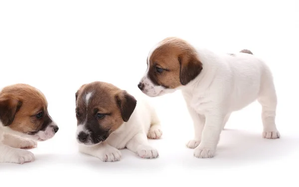 Filhotes Cachorro Raça Jack Russell Terrier Mês Idade Isolado Branco — Fotografia de Stock