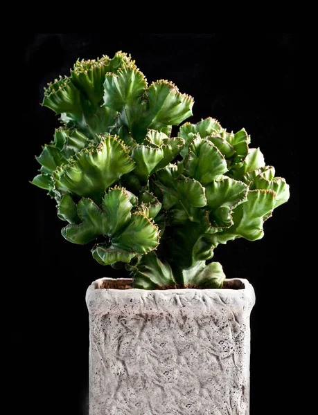 Euphorbia Cristate Suculento Primer Plano — Foto de Stock