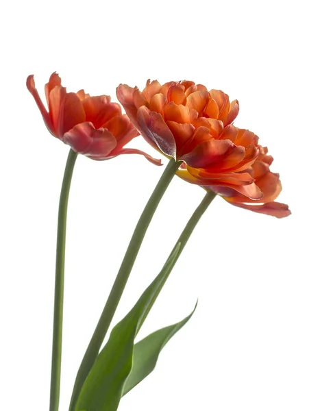 Strauß Aus Drei Roten Doppeltulpen Isoliert Auf Weißem Hintergrund — Stockfoto