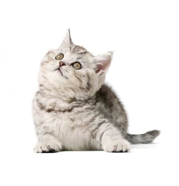 Kätzchen Schaut Auf Isoliert Auf Weißem Hintergrund — Stockfoto