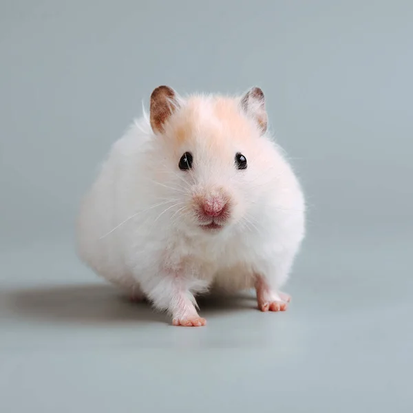 Şirin Hamster Yaklaş — Stok fotoğraf