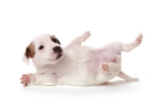 Jack Russell Cãozinho Terrier Mês Idade Isolado Branco — Fotografia de Stock