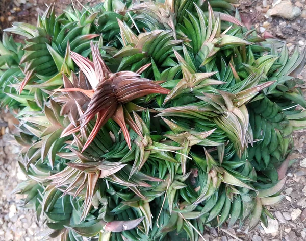 Haworthia Visco Sappig Close — Stockfoto