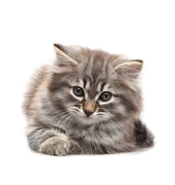 Malé Koťátko Lže Dívá Izolováno Bílém Pozadí — Stock fotografie