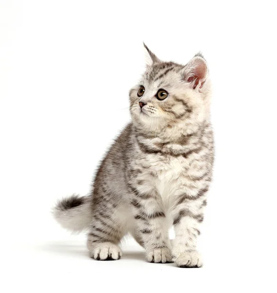 Kitty Vstane Rozhlédne Stranu Nahoru Izolováno Bílém Pozadí — Stock fotografie