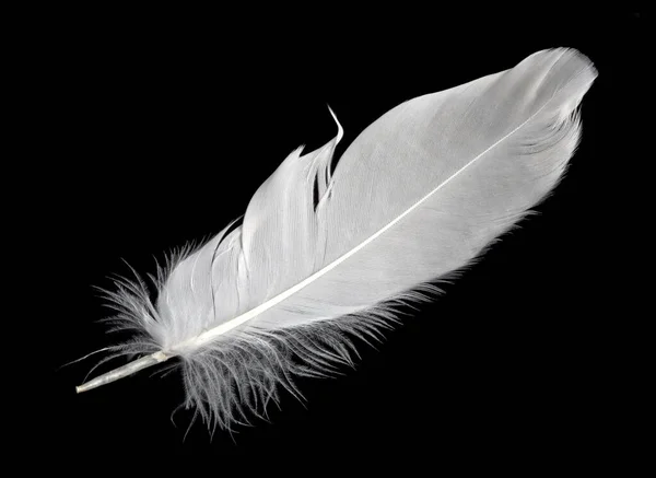 Bird Feather Close — Stock Photo, Image