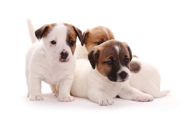 Los Cachorros Crían Jack Russell Terrier Mes Edad Aislado Sobre —  Fotos de Stock