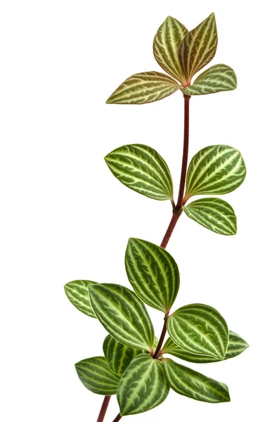 Green Leaves Isolated White Background — Stock Photo, Image