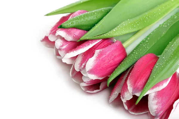 Bellissimi Tulipani Rosa Isolati Bianco — Foto Stock