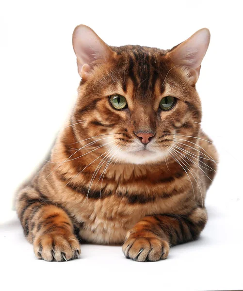 Gato Marrón Aislado Sobre Fondo Blanco — Foto de Stock