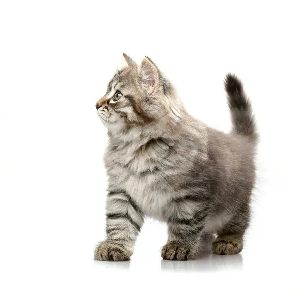 Roztomilé Koťátko Tabby Izolované Bílém Pozadí Dívám Strany — Stock fotografie