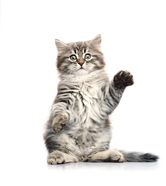 Little Gray Kitten Sitting Its Hind Legs Isolated White Background — Stock Photo, Image