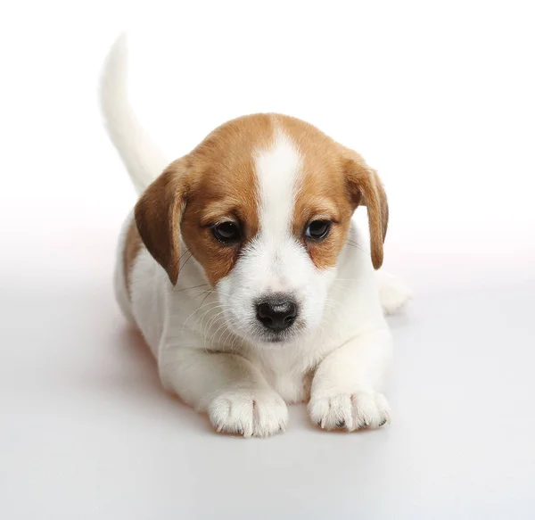 Jack Russell Terrier Szczeniak Miesiące — Zdjęcie stockowe