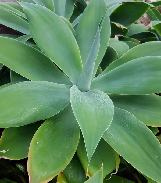 Creciendo Agave Attenuata Cerca — Foto de Stock