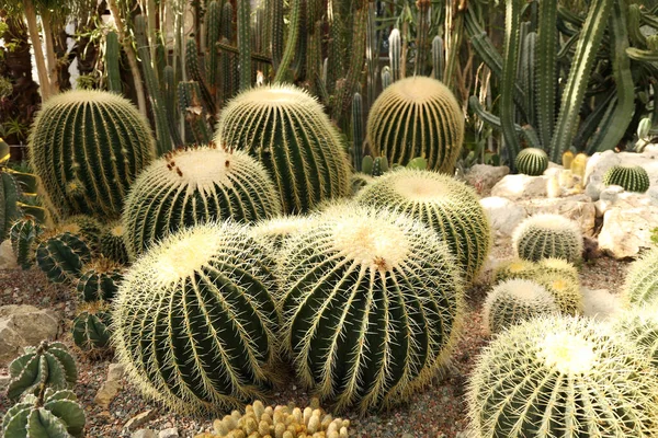 Färgglada Kaktus Trädgården — Stockfoto