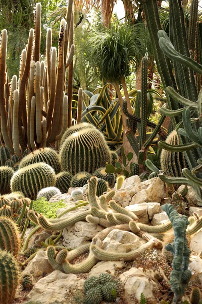 Vele Cactus Tuin — Stockfoto
