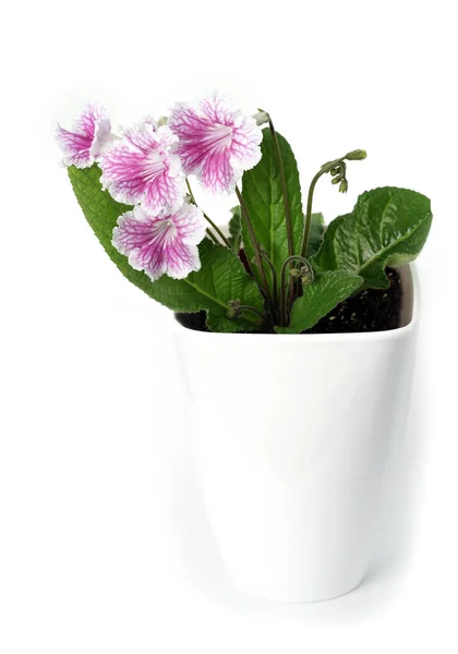 Pink Roses Pot Isolated White — Stock Photo, Image