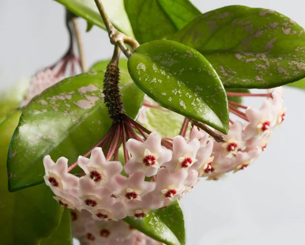 Hoya Carnosa 家の植物 — ストック写真