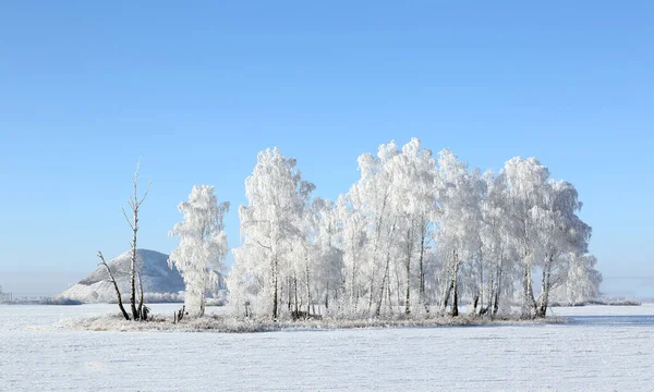 Paesaggio Invernale Betulle Nel Gelo Sfondo Cielo Blu Una Giornata — Foto Stock