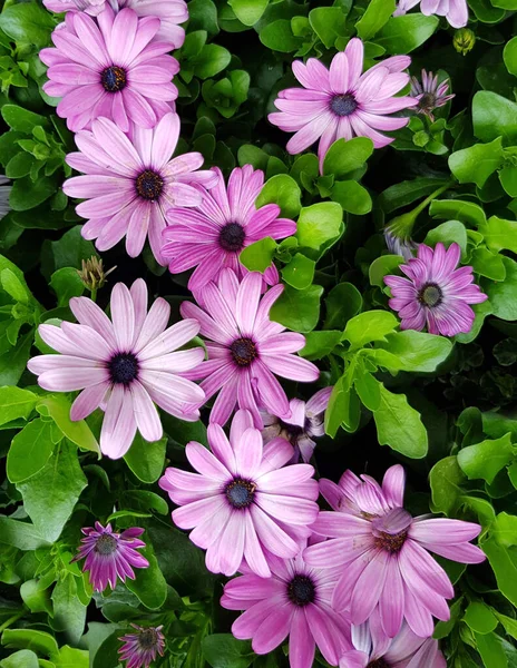 Background Flowers Osteospermum — Stock Photo, Image