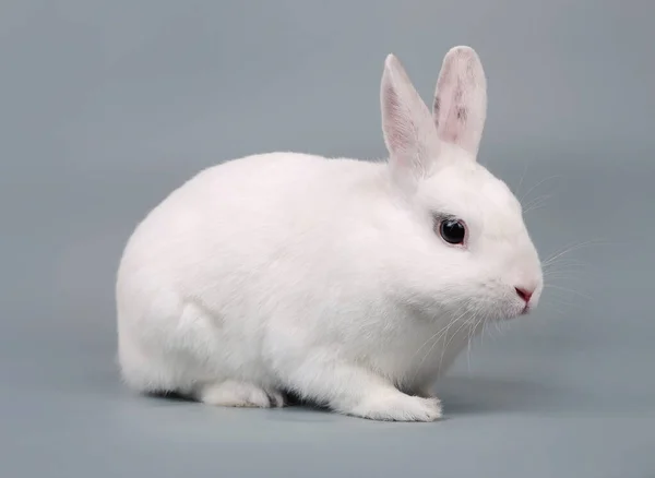 Weißes Kaninchen Auf Grauem Hintergrund — Stockfoto