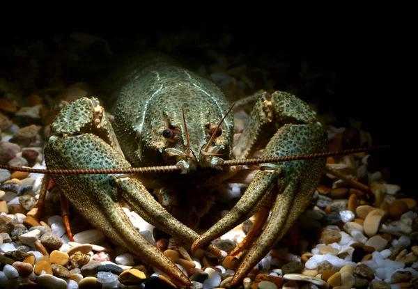 Cancer Vivant Photographie Sous Marine — Photo