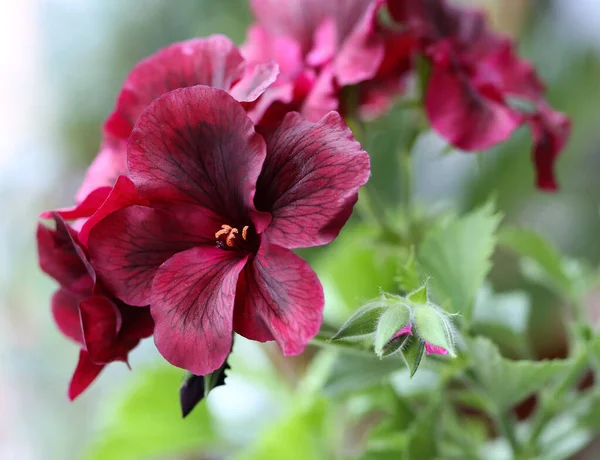 Czerwony Kwiat Hibiskusa Ogrodzie — Zdjęcie stockowe