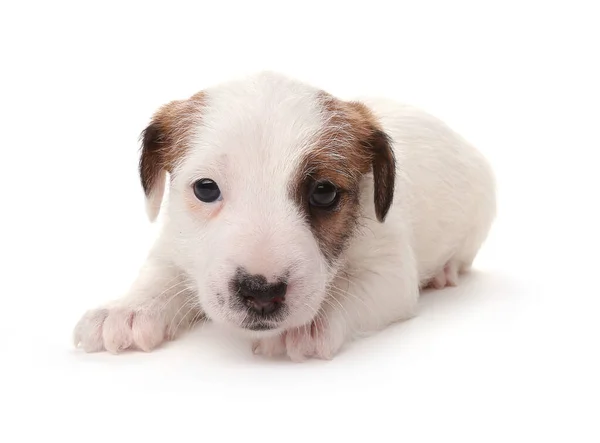 ジャック ラッセル テリア子犬 1ヶ月 白に隔離された ロイヤリティフリーのストック画像