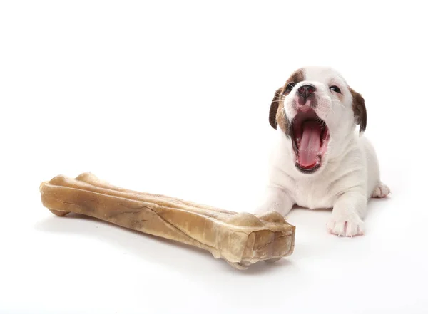 Filhote Cachorro Jack Russell Terrier Com Osso Grande Isolado Branco Fotos De Bancos De Imagens Sem Royalties