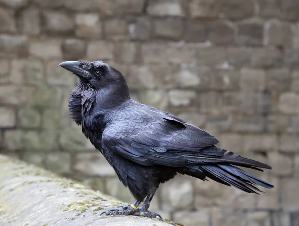 カラス写真素材 ロイヤリティフリーカラス画像 Depositphotos カラス写真素材 ロイヤリティフリーカラス画像 Depositphotos
