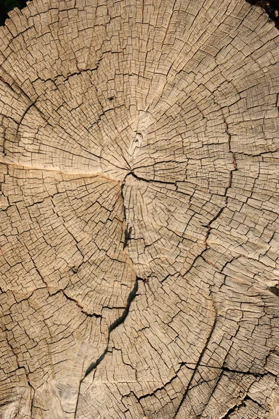 Поперечное Сечение Дерева Ежегодными Кольцами Фон Стоковое Фото