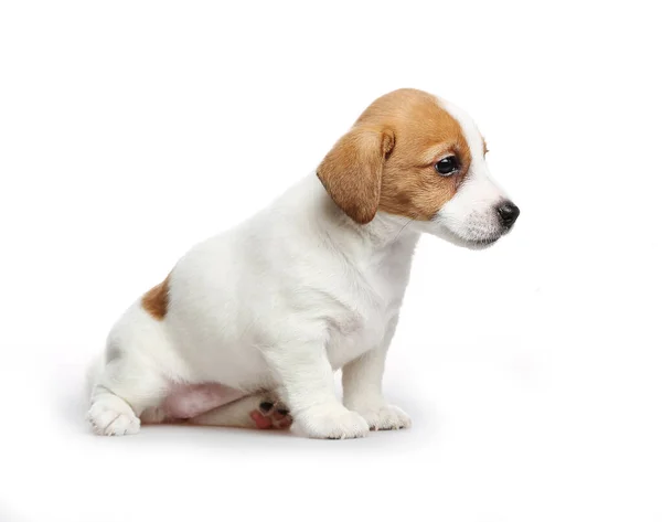 Filhote Cachorro Beagle Sentado Fundo Branco Imagem De Stock