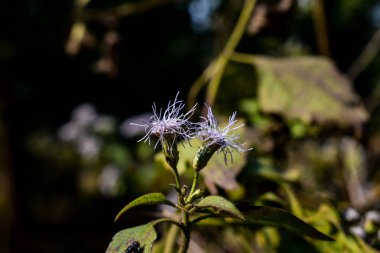 Çift çimen çiçek Sunshining günde