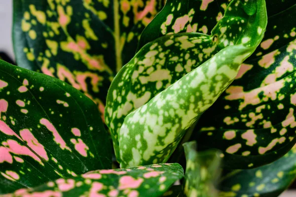 Tanaman Evergreen Cina Atau Biasa Dikenal Sebagai Aglaonema — Stok Foto