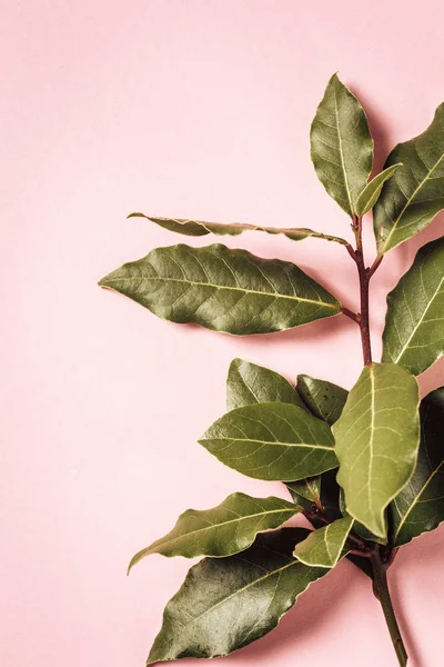 Laurel branch on pink background — Stock Photo, Image