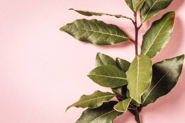 defne dalı pembe bir arka plan üzerinde
