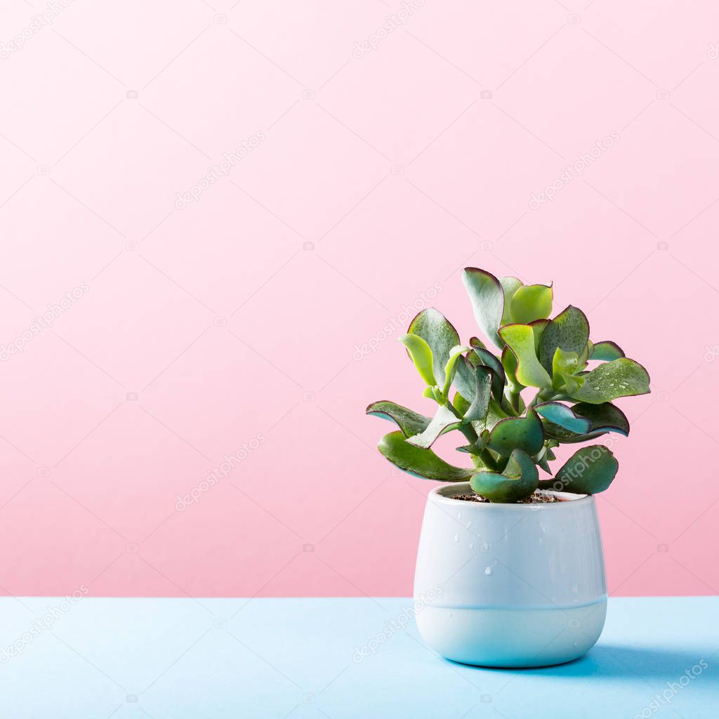 Indoor plant succulent plant in pot