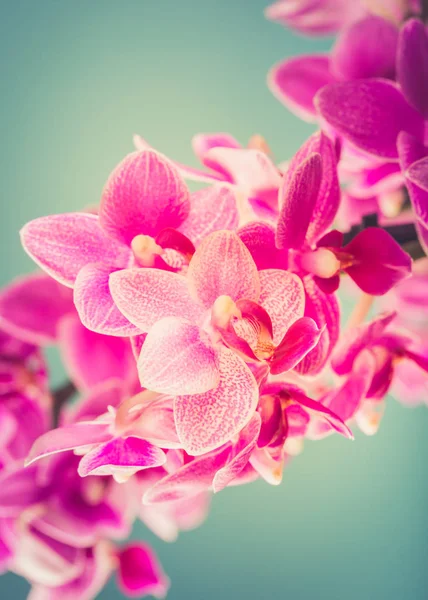 Fiori rosa del Orchid di Phalaenopsis — Foto Stock