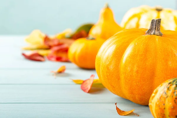 Autumn pumpkin thanksgiving background — Stock Photo, Image