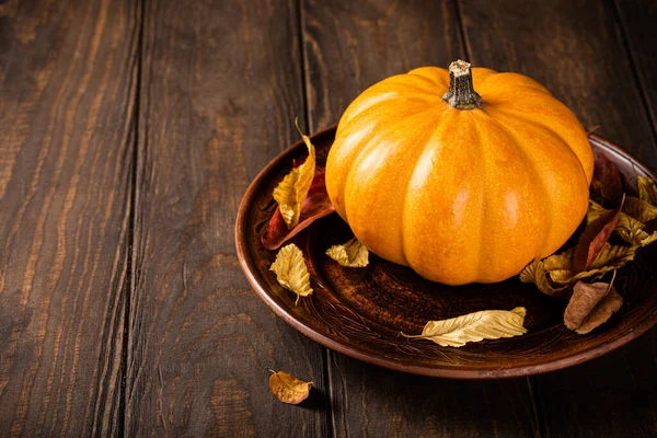 Autumn pumpkin thanksgiving background — Stock Photo, Image