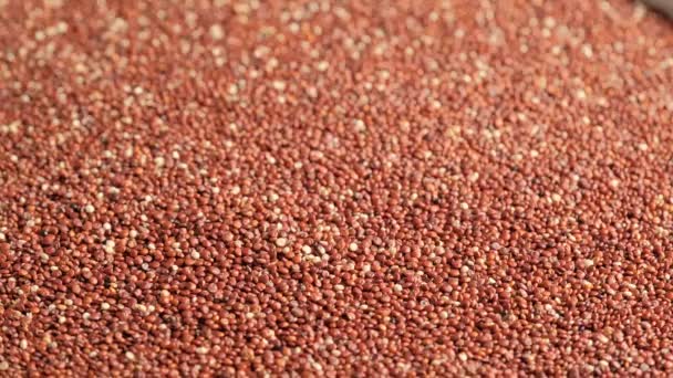 Red raw quinoa rotating — Stock Video