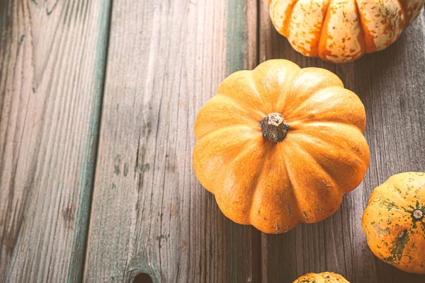 Autumn pumpkin thanksgiving background — Stock Photo, Image