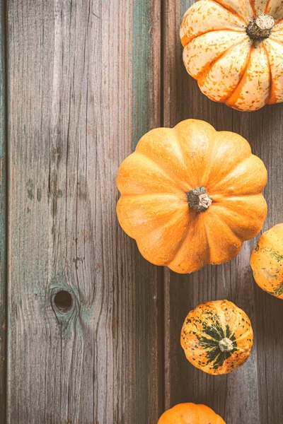 Autumn pumpkin thanksgiving background — Stock Photo, Image