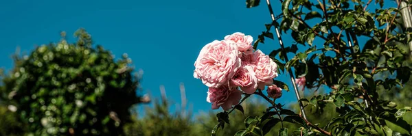 Prachtige roze roos in een tuin — Stockfoto