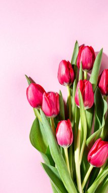 Yumuşak pastel arka plan üzerine kurulu pembe lalelerin çarpıcı bir düzeni. Çiçek tasarımı için mükemmel. Fotokopi alanı olan hikayeler.