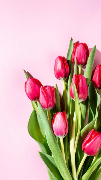 Yumuşak pastel arka plan üzerine kurulu pembe lalelerin çarpıcı bir düzeni. Çiçek tasarımı için mükemmel. Fotokopi alanı olan hikayeler.