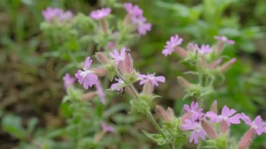 Canlı pembe çiçekler yemyeşil ortamda gelişir, doğal büyümenin güzelliğini ve yaprakların ve yaprakların karmaşık detaylarını kusursuz bir hareketle gözler önüne serer.
