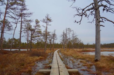 Bataklık boardwalk Lahemaa Milli Parkı'nda Tallinn yakınında bulunan.